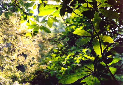 Umbrella Magnolia and Hemlock